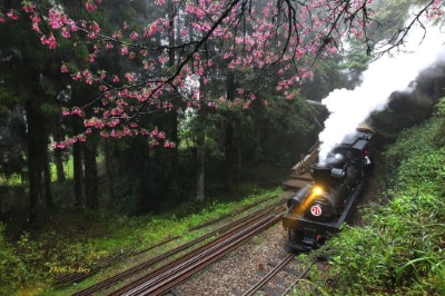 蒸汽火車與山櫻花-謝坤宏 攝影